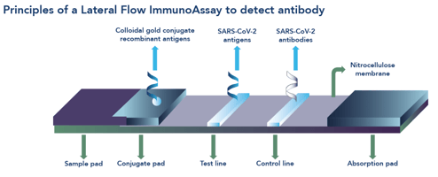 Lateral Flow Assay Principle Lane Kessler   LFT Schematic 