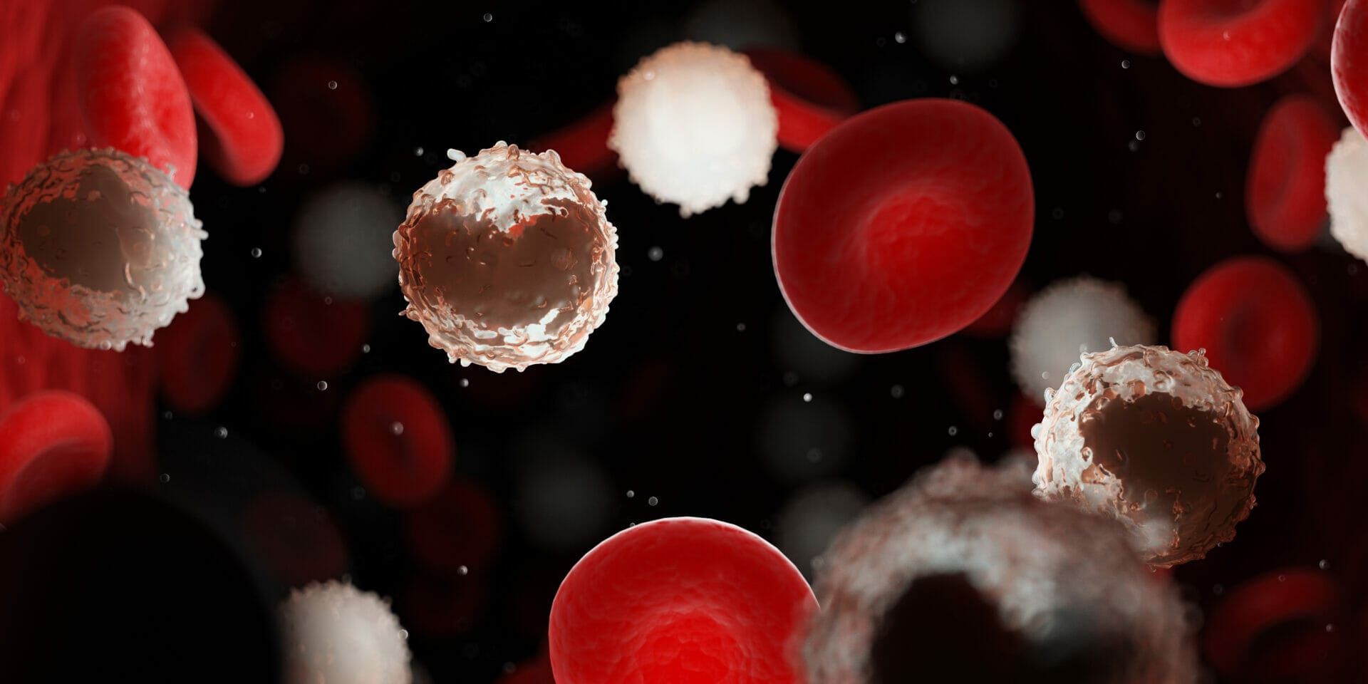 White Blood Cells White Blood Cells